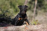 JAGDTERRIER ALLEMAND 093